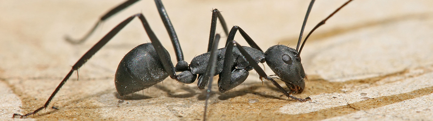 kitchen ants | carpenter ant
